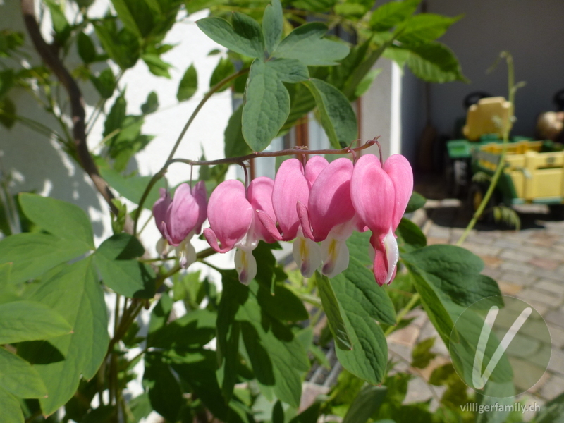 Tränendes Herz: Übersicht